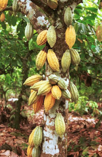 Cacaoyer©ChocoClic.com