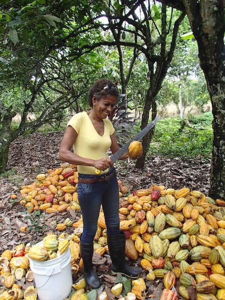 Ana récolte cacao©
