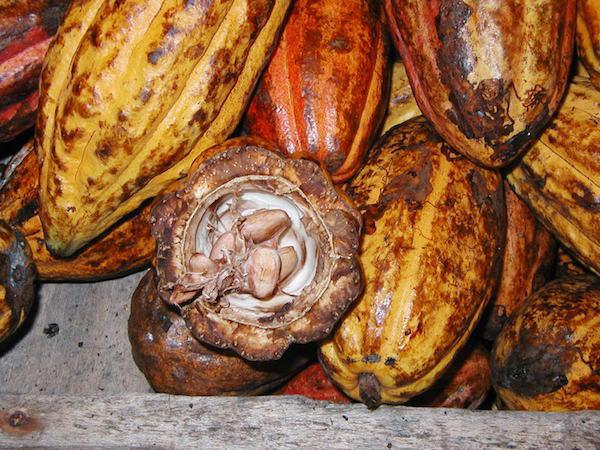 Fèves et Cabosses@ChocoClic.com©