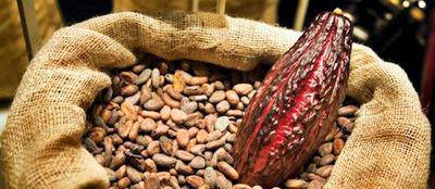 Fèves de cacao et cabosse©ChocoClic.com