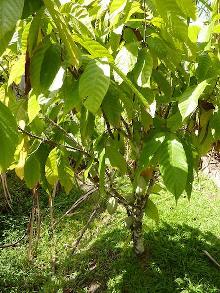 Cacaoyer©