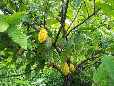 cabosses de cacao jaune©