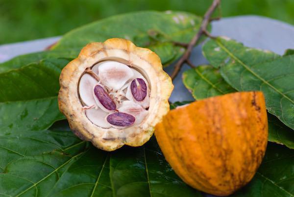Cabosse de cacao©Syndicat du Chocolat - I-stock