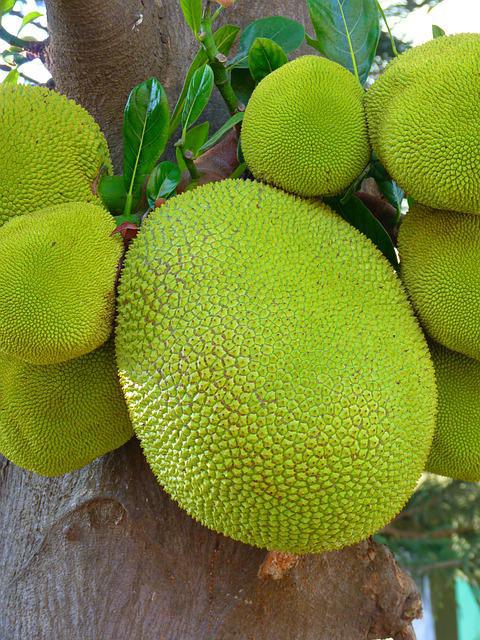 Le fruit du Jaquier©