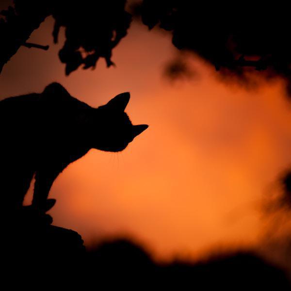 Chat- Halloween©