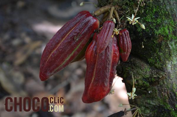 ©ChocoClic.com
