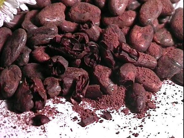 Fèves de cacao séchées©