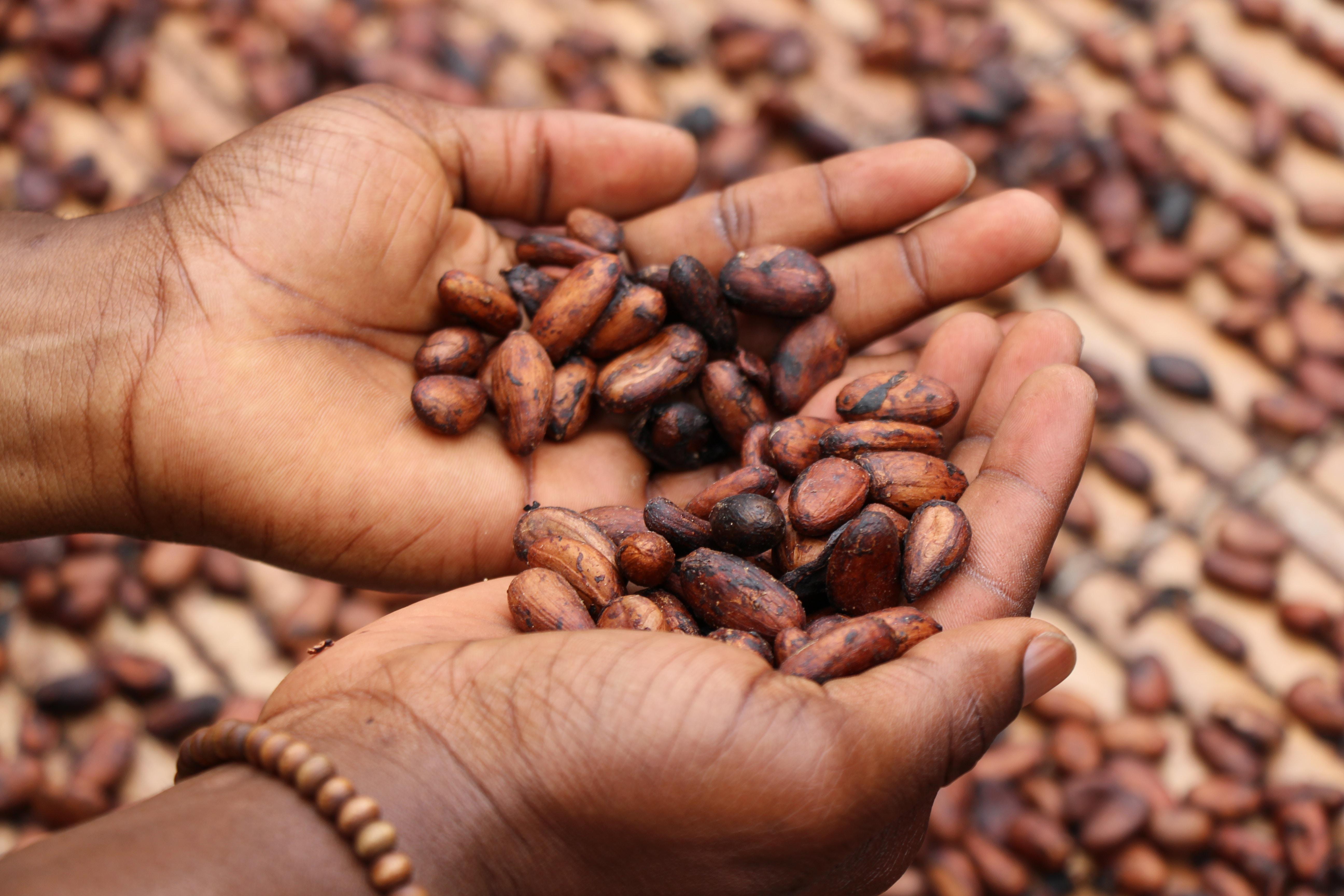 Fèves de cacao©Etty Fidele