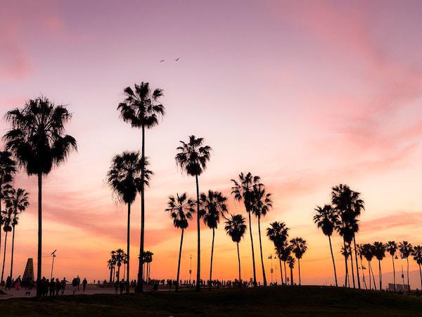 Californieviviana-rishe©