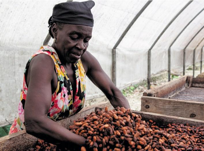 Cultivateur de cacao