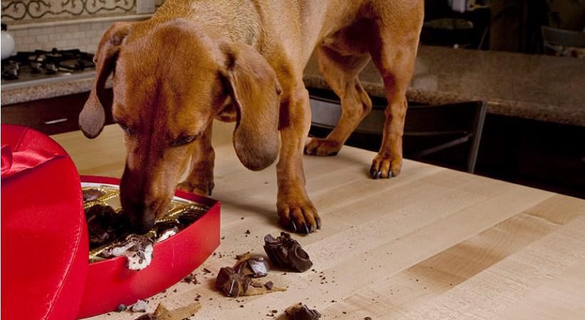 L’intoxication par le chocolat chez le chien