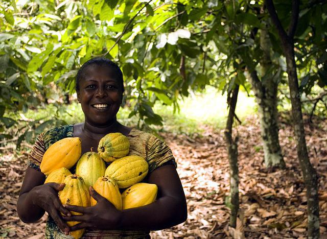 cabosse de cacao