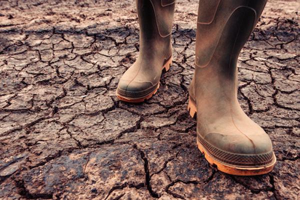 l'impact climatique sur la production de cacao