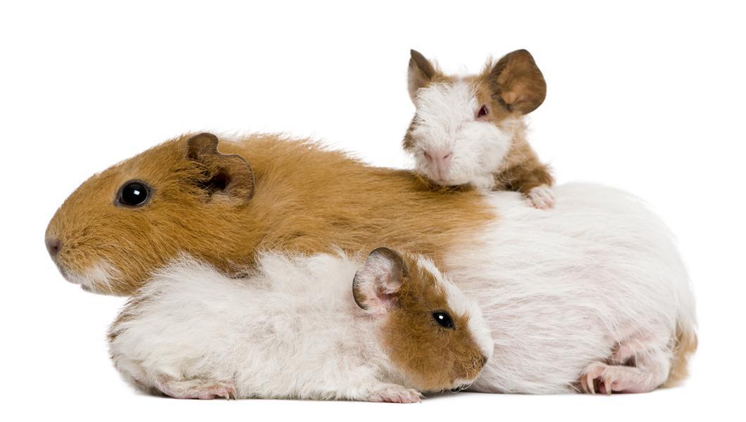 animaux d'expériences
