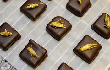 Insectes et chocolats : un mariage qui ne dit pas son nom !