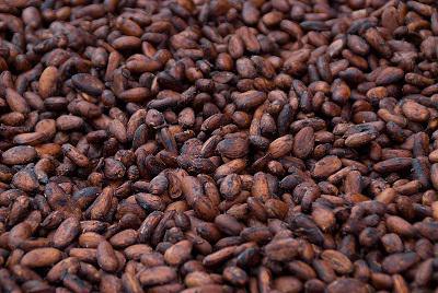 Lancement du plan Cocoa Action