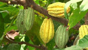 Le cacao Mercedes : le sésame de la relance économique en Côte d’Ivoire ?