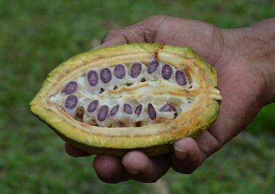 Cacao d’Excellence, édition 2015
