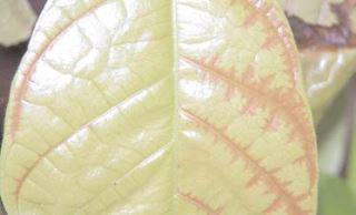 Swollen Shoot sur feuille cacao