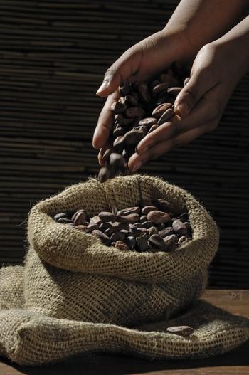 Fèves de cacao