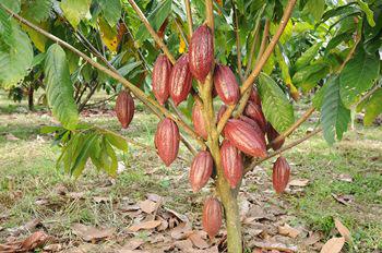 Cacaotier