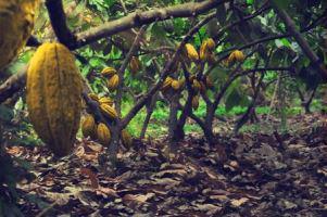 Ferme de cacao