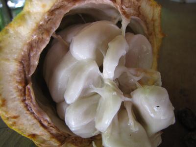 Fèves de cacao©