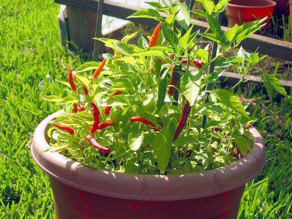 Piment Rouges Pili Pili©