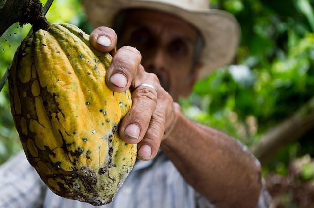 La ceuillette du cacao©