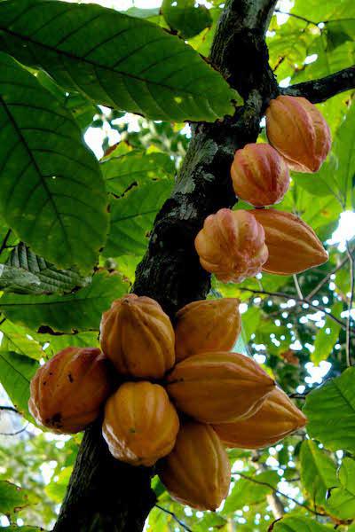 Cabosses dans un cacaoyer©ChocoClic