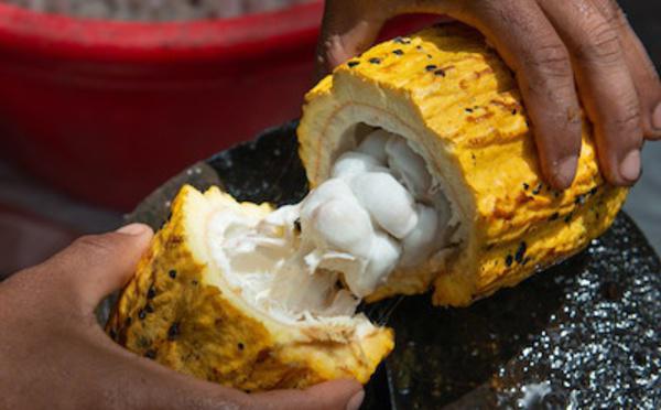 Une démarche durable autour du cacao…