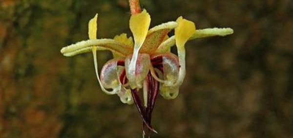 La provenance des fèves de cacao de l'Ile de la Réunion