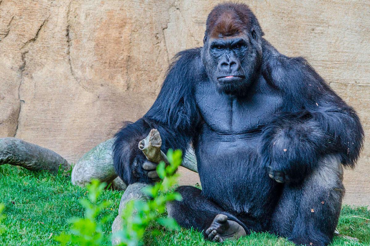 Entradas Bioparc Fuengirola desde 24,50€