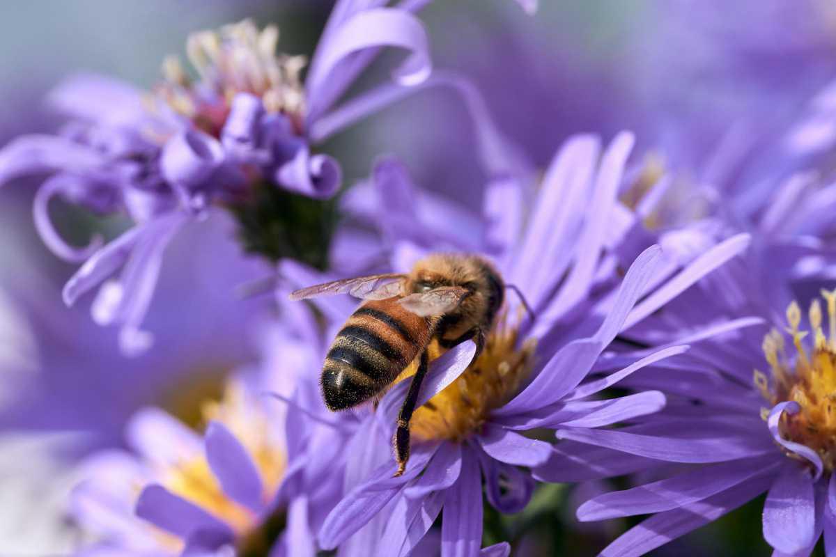 Im Zeichen der Biene
