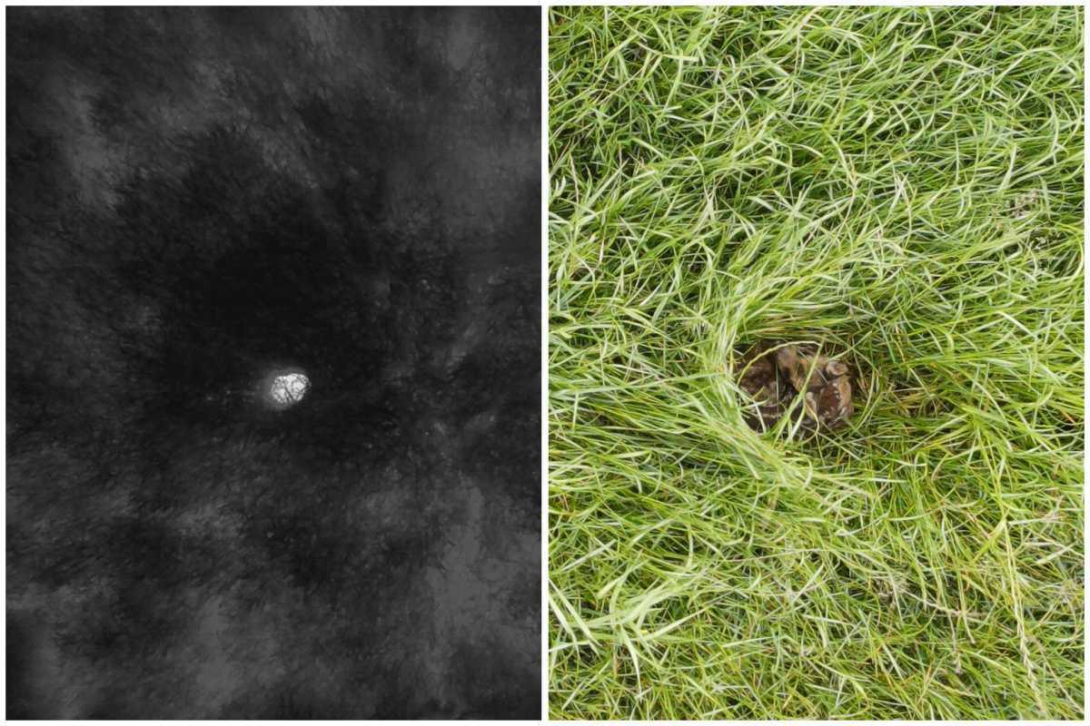 2.500 Euro für Tierrettung Emsland 2.500 Euro für Tierrettung Emsland