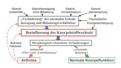 ArthroseJournal: Biochemie und Pathobiochemie d hyalinen Gelenksknorpels (Klinische Sportmedizin/Clinical Sports Medicine-Germany (KCS) 2000, 1: 29-39)