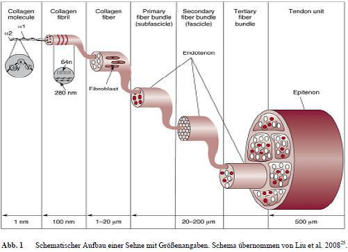 Untersuchung der Sehnenregeneration mithilfe von zwei verschiedenen bioresorbierbaren Scaffolds (Medizinischen Fakultät der Universität München 21.06.2018