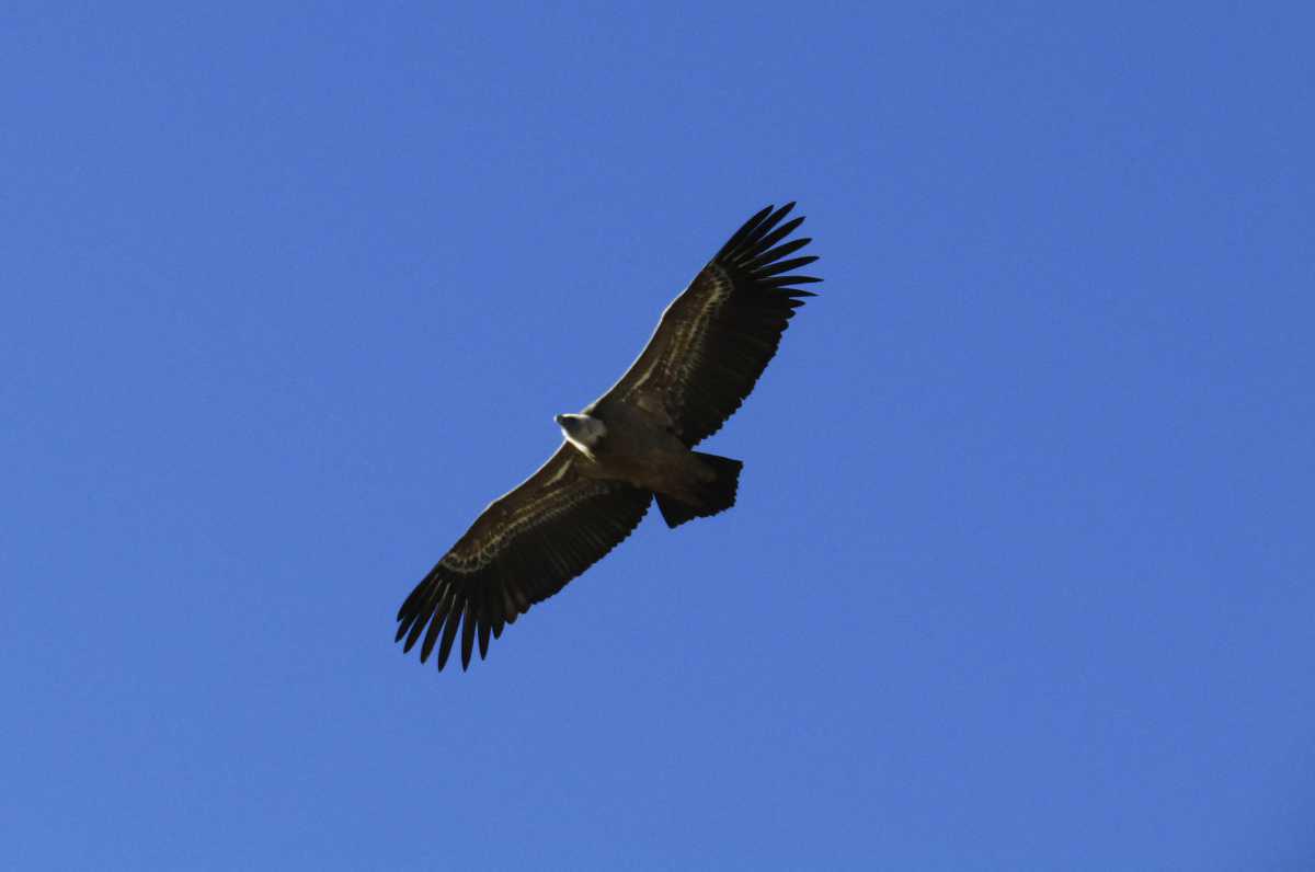 PR-HU 200: Cumbre del Montsec de l'Estall PR-HU 200: Cumbre del Montsec de l'Estall