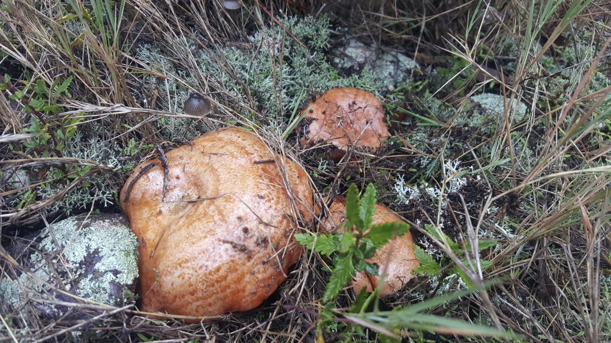 La flora del Montsec La flora del Montsec