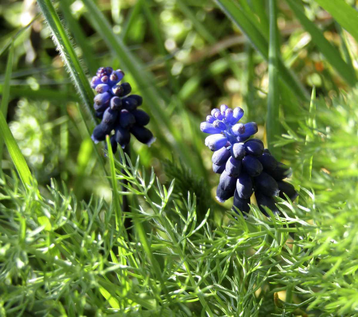 La flora del Montsec La flora del Montsec