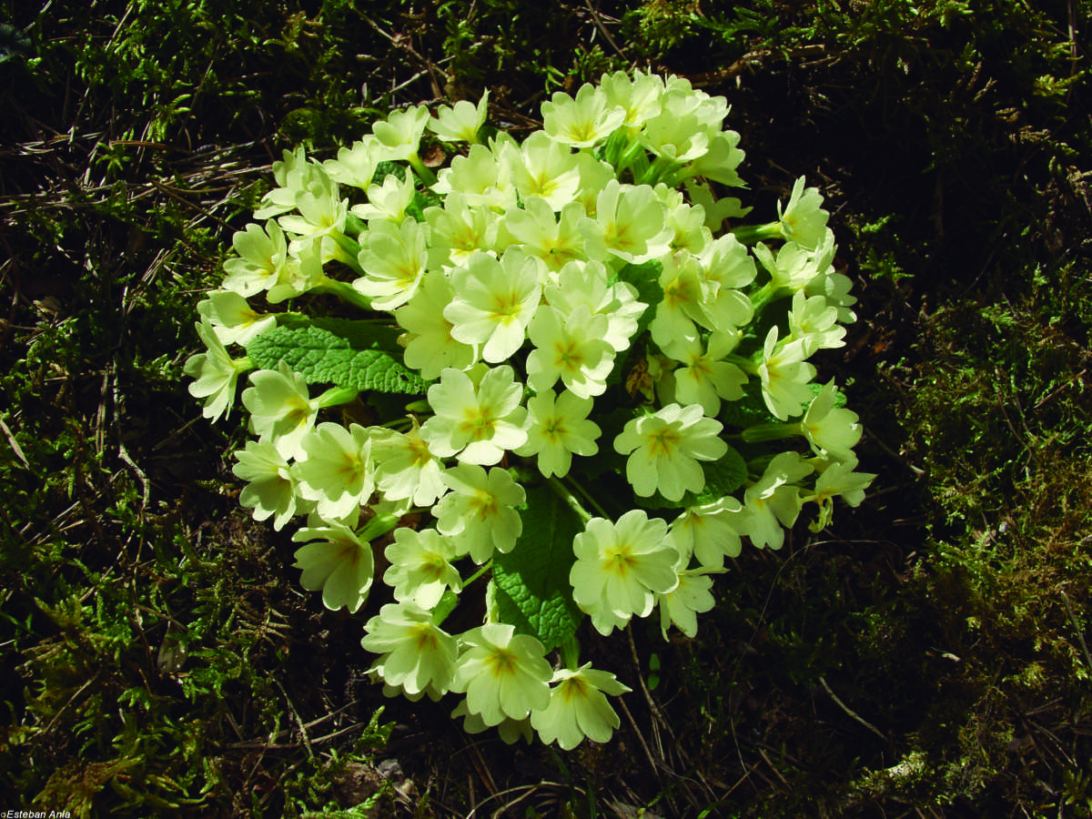 Prímula vulgaris Prímula vulgaris