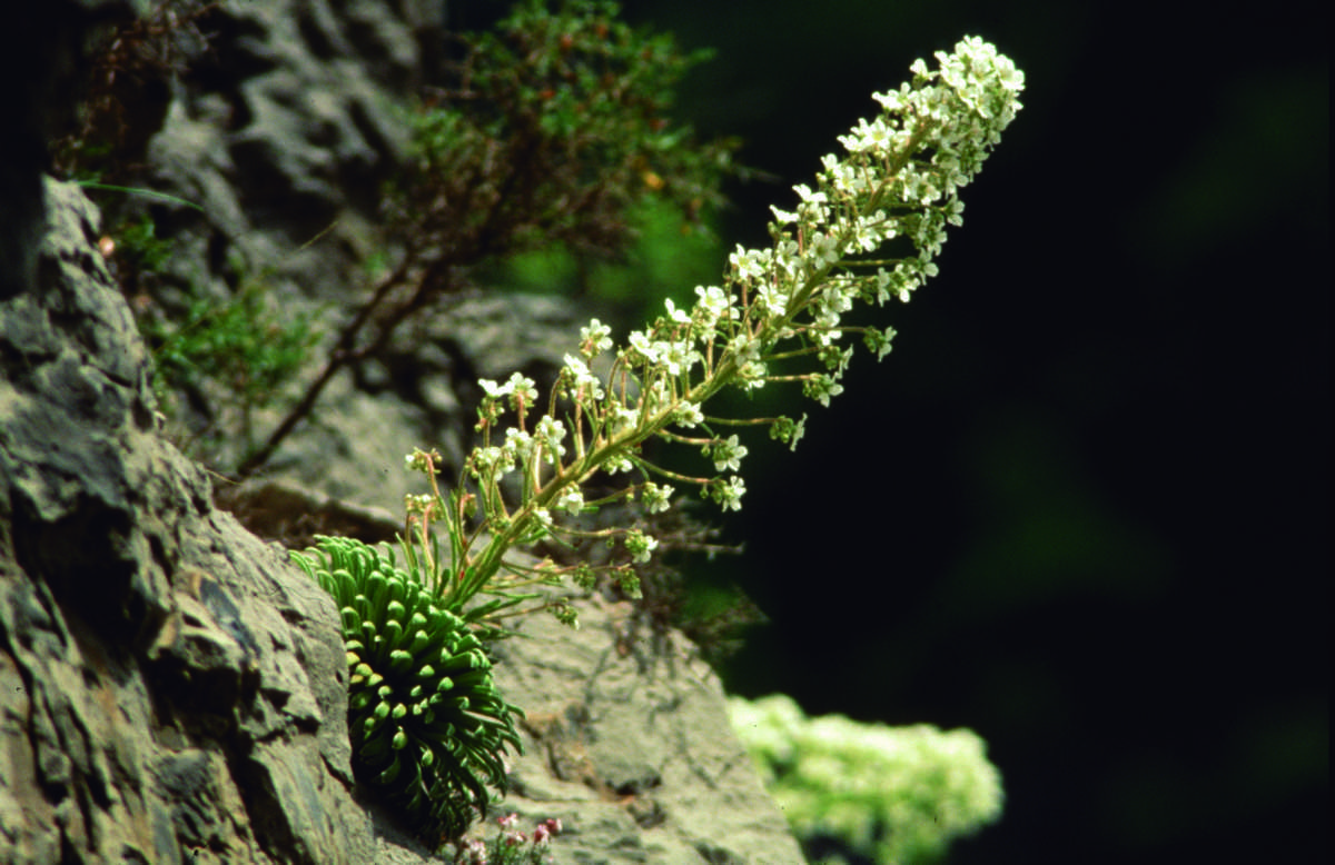 Saxifraga Longifolia Saxifraga Longifolia