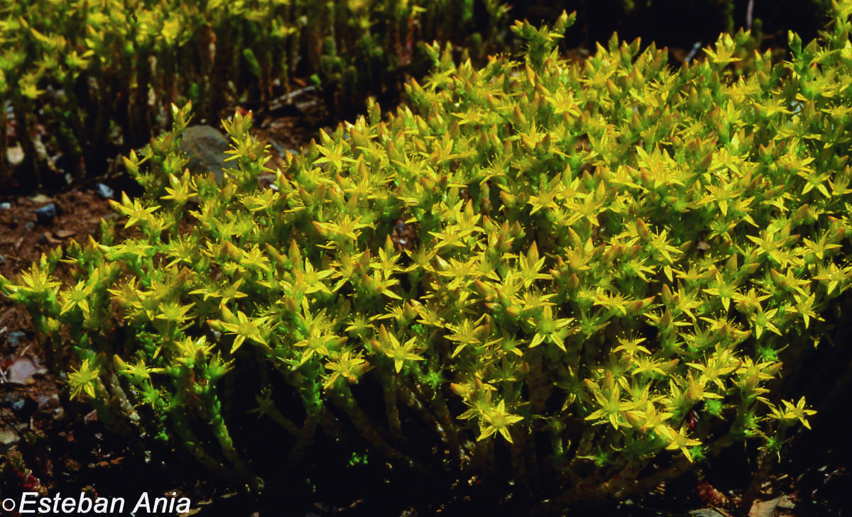 Sedum acre Sedum acre