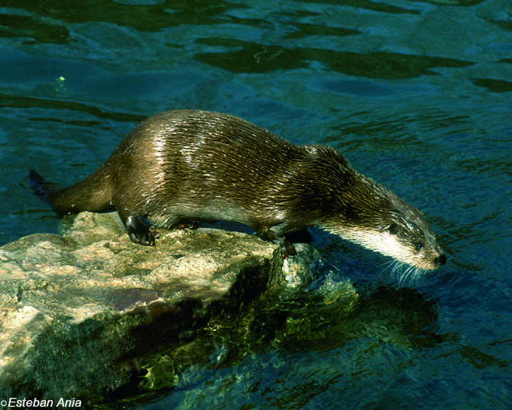 Especies acuáticas Especies acuáticas