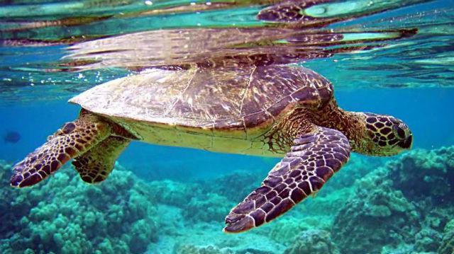 Image Du Jour Tortue Verte Sous L Eau Image Du Jour Tortue Verte Sous L Eau