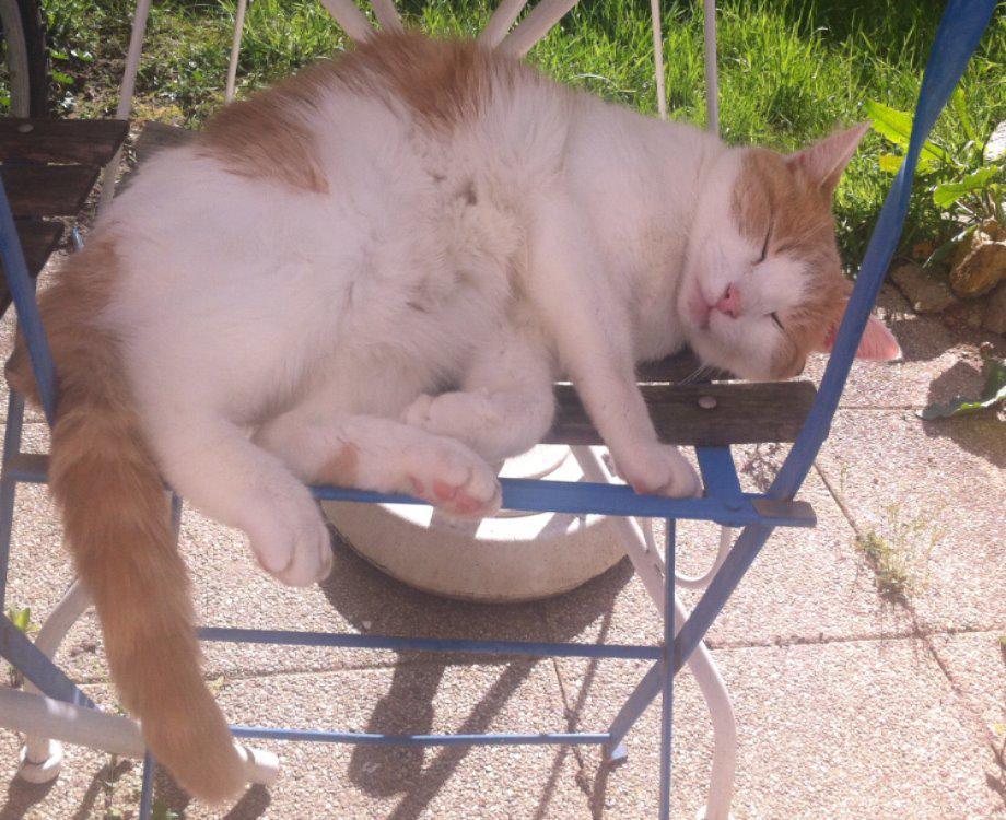 Les Bienfaits Du Chat Sur La Sante De L Homme Les Bienfaits Du Chat Sur La Sante De L Homme