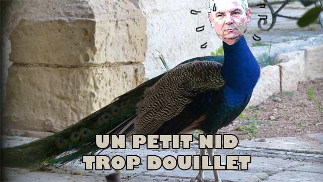 (c) D.P.