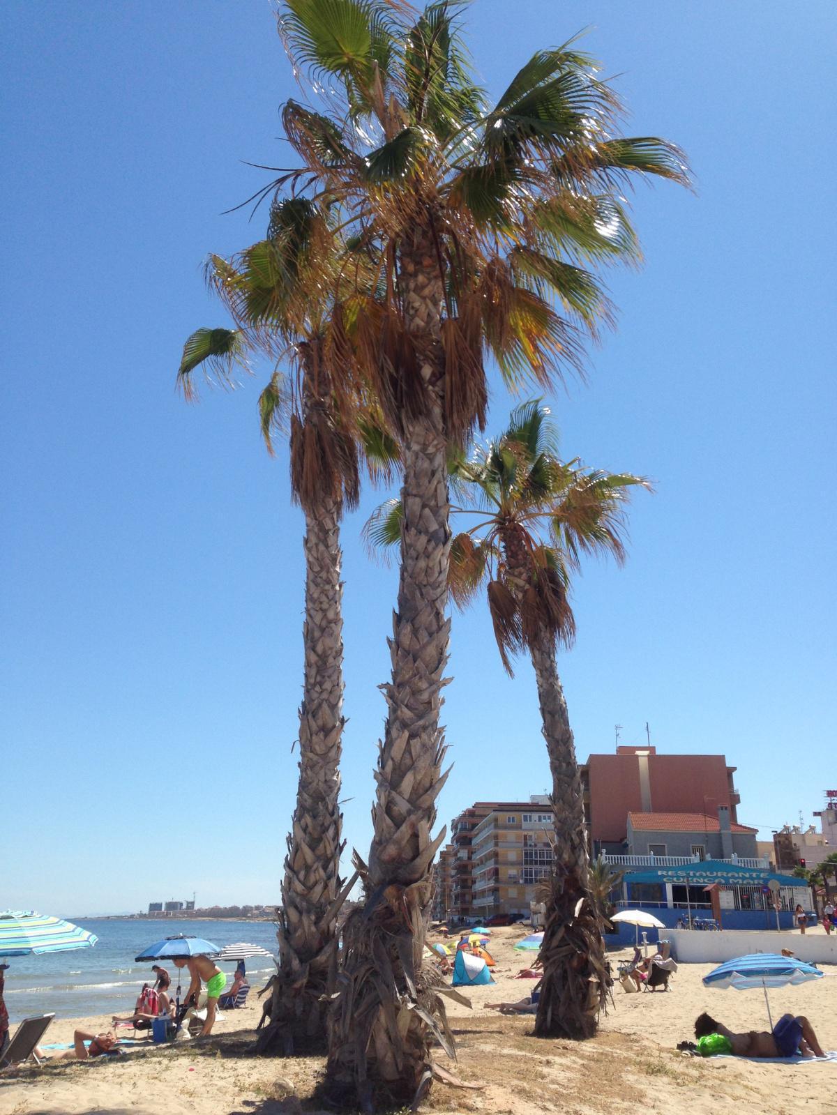 Stränder i Torrevieja
