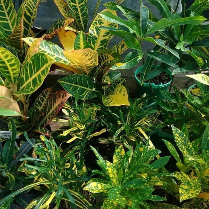 Flora Almacén de Plantas