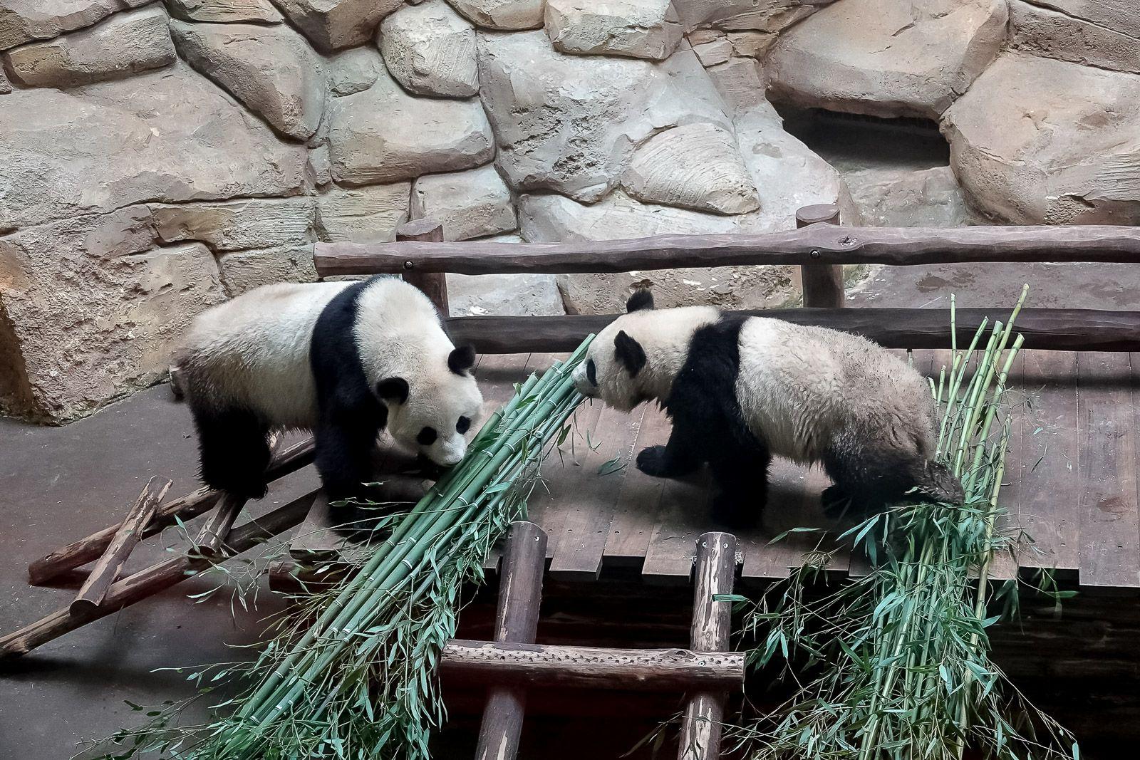 ZooParc de Beauval : 700 naissances de bébés animaux par an